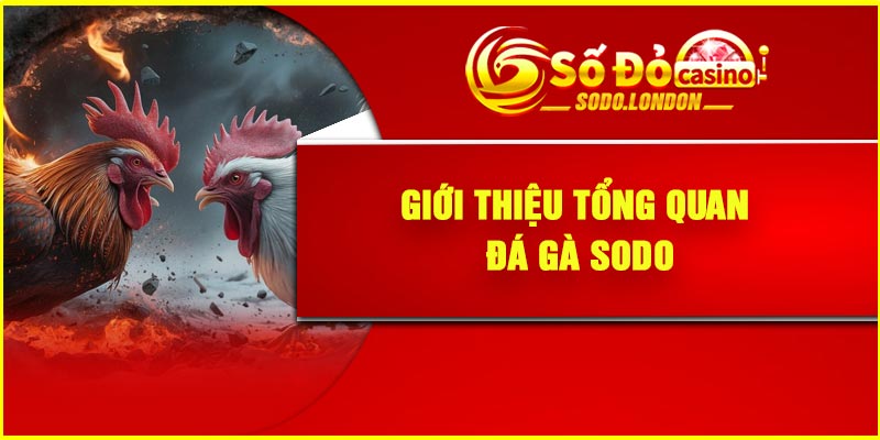 Giới thiệu tổng quan đá gà Sodo